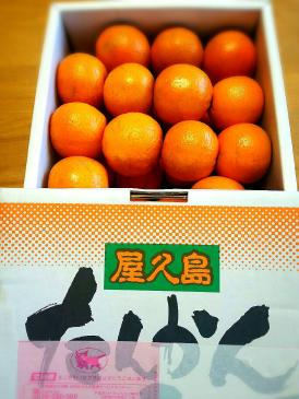 たんかん