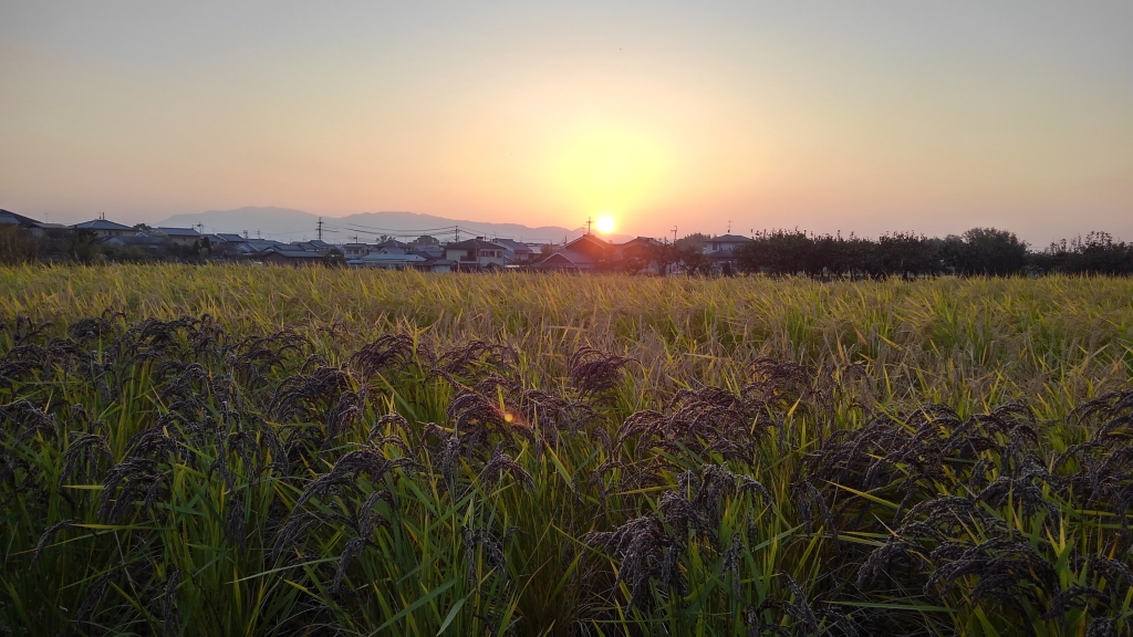 川口自然農