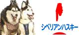 にほんブログ村 犬ブログ シベリアンハスキーへ