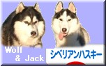 にほんブログ村 犬ブログ シベリアンハスキーへ