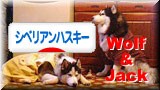 にほんブログ村 犬ブログ シベリアンハスキーへ