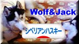 にほんブログ村 犬ブログ シベリアンハスキーへ