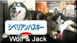 にほんブログ村 犬ブログ シベリアンハスキーへ