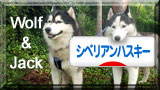 にほんブログ村 犬ブログ シベリアンハスキーへ
