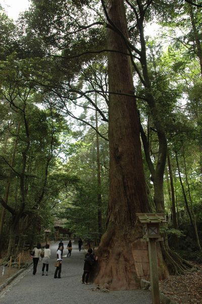 内宮参道巨木