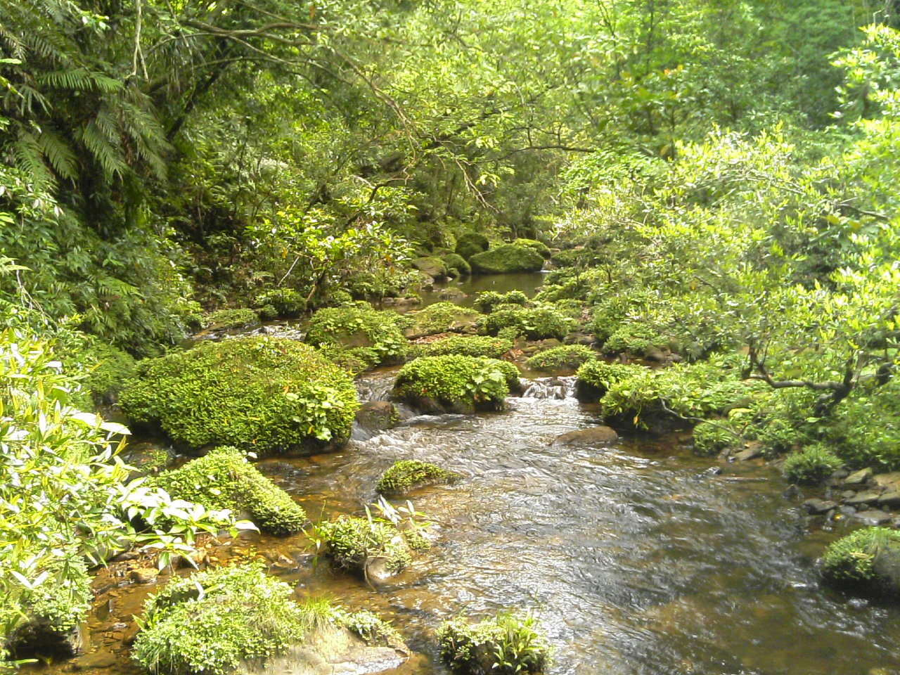 第一山小屋跡付近の川(下流方面)