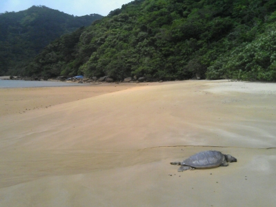 ウミガメ遭遇