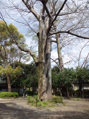 三島大社境内