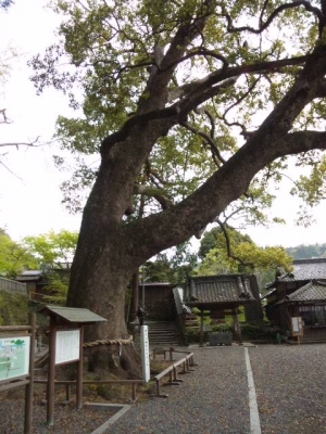 事任八幡宮大楠