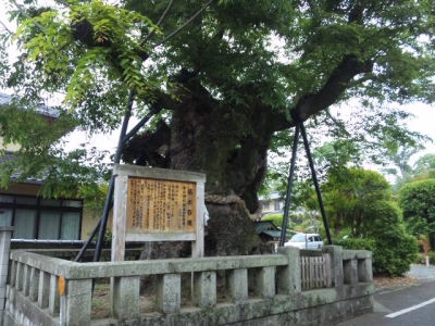 中山神社名木百選