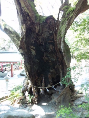 来宮神社第二の大楠