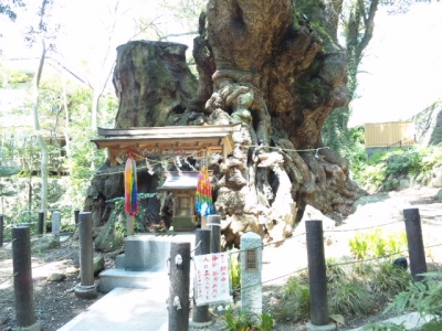 来宮神社大楠