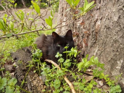 黒猫