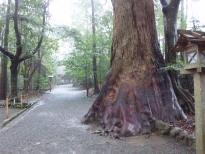 内宮参道の大木