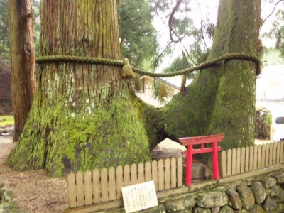 室生龍穴神社夫婦杉