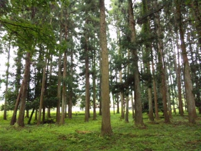 出石神社鎮守の森