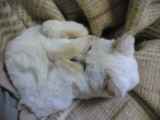 くたくた猫