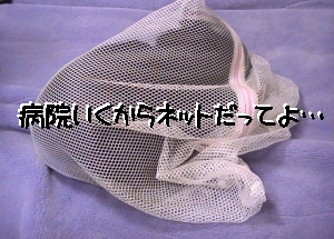 inネット