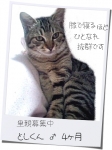 としくん4ヶ月