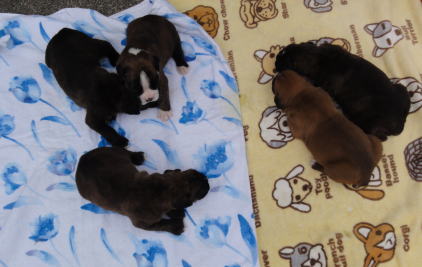 アレアーの子犬達