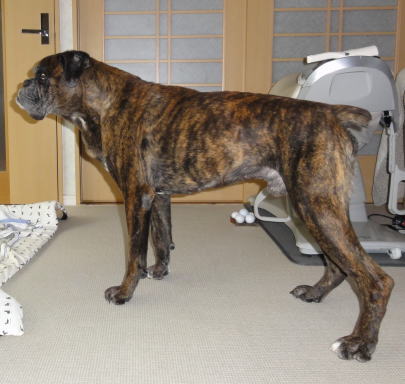 アルス