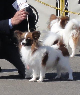 大介君