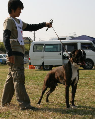 シャリオ君