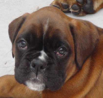 addie