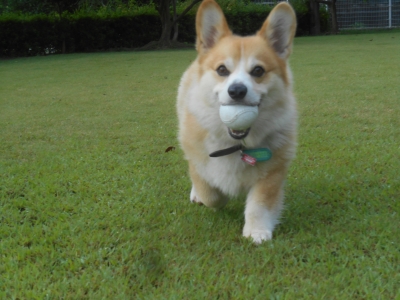 うなまる