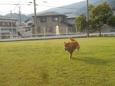 ゴン太