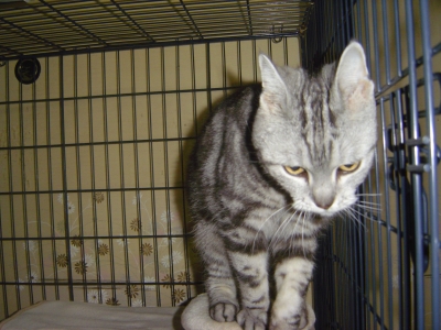 ホテルねこ