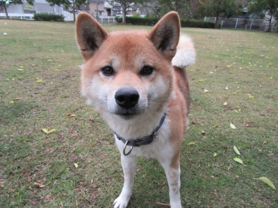 T・ポチ