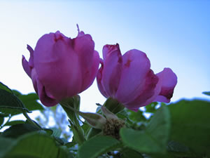 はまなすの花