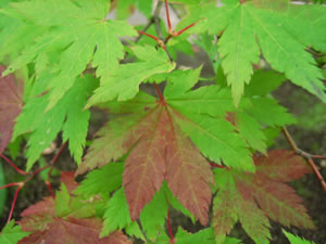 紅葉