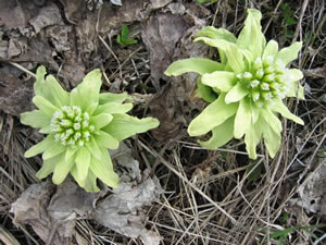 spring