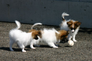 みやびbabys