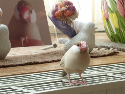 ことりこものよりブンのほうがかわいいでしょ?