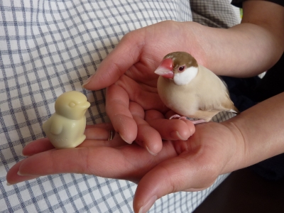 ゴディバの白チョコと遊びに来ていたブンちゃん