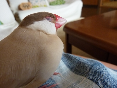 ねむねむブンちゃん