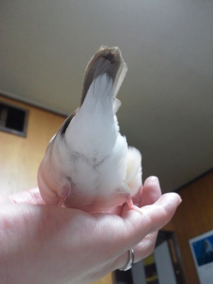 ピーちゃんのお尻