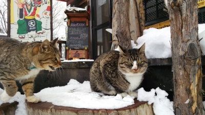 看板ねこちゃん