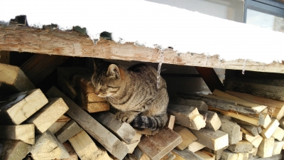 看板ねこちゃん寒そう