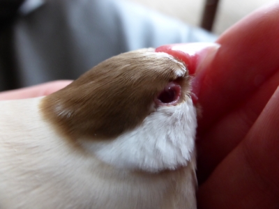 まったりしながらチラ見