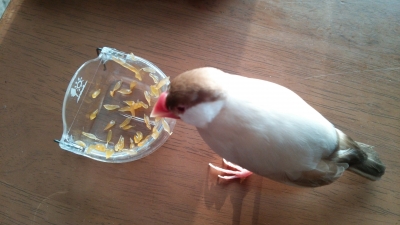 みかん大好物ですが粒をばらさないと食べず