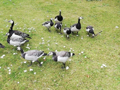 餢顩