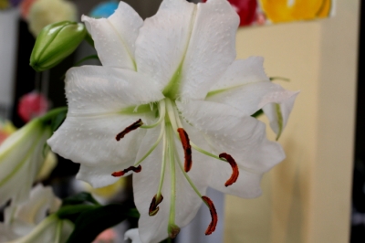 花びらが7枚の百合です | 店主のブログ｜横浜市の着物と男着物 