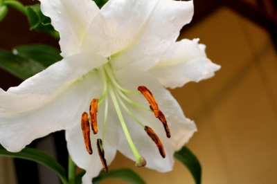 花びらが7枚の百合です | 店主のブログ｜横浜市の着物と男着物 