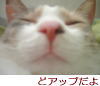 どアップだよ