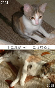 仔猫と成長