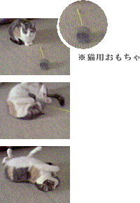 ユキのお気に入り